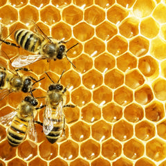 Collection image for: Bee Healthy