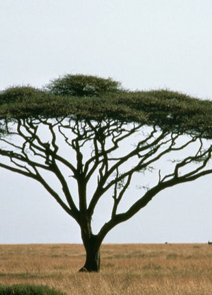 Al Khair Honey - Acacia (1kg Tub)