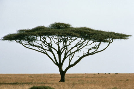 Al Khair Honey - Acacia (1kg Tub)