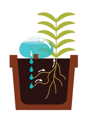 Kikkerland - Water From A Stone