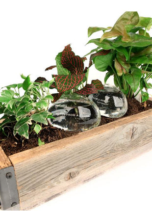 Kikkerland - Water From A Stone