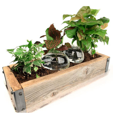 Kikkerland - Water From A Stone